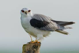 Peneireiro Cinzento Black Winged Kite Elanus Caeruleus Black Wings Kite Wings