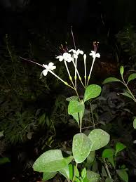 Image result for Volkameria