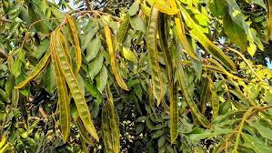 Image result for Dovyalis xanthocarpa