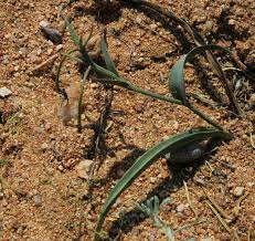 Image result for Ornithoglossum viride