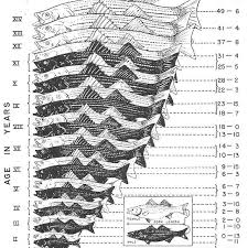 Striped Bass Age And Growth Chart Striper Stripedbass
