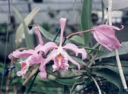 Image result for Angraecopsis gracillima