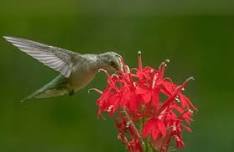Birds and Blooms, F.R. Newman Arboretum Walks