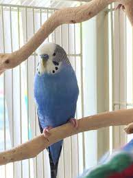 I am unsure of the prices or the birds info because these are emailed to me regularly. Pets For Adoption At Rhode Island Parrot Rescue In Warwick Ri Petfinder