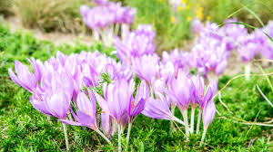 30 Best Plants With Purple Flowers