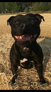 Black Staffie Smiling Dogs Bully Dog Big Dogs