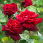 Black Rose Beauty from eu.davidaustinroses.com
