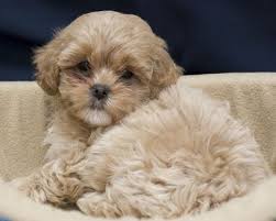 In show shih tzu, it is common for owners to allow their fur to grow long and trim it until it skims the ground, which is an interesting and beautiful cut. 5 236 Shih Tzu Puppy Stock Photos And Images 123rf