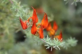 I fiori sono una delle creazioni più belle della natura. Fiori Rari L Elenco Dei Fiori Rari Nel Mondo