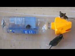 Pin On Insect Control