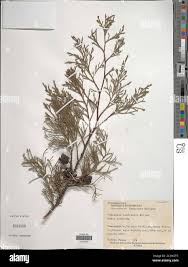 Image result for Cupressus lusitanica