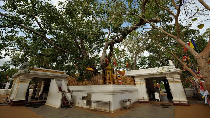 Sri Maha Bodhi Sacred Bodhi Tree Anuradhapura oldest historically documented tree 288 BC pilgrims Sri Lanka