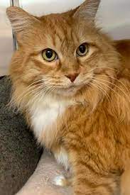 ♥ i don't remember all the details, but i was a scrawny and starving kitten once, lying by a busy roadside. These Sacramento Based Kitties Are Up For Adoption And In Need Of A