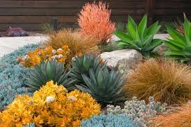 Image result for Euphorbia tirucalli