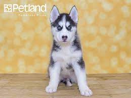 Husky puppies for sale siberian husky puppies husky puppy dogs and puppies florida animals animales animaux the florida. Puppies For Sale Petland Florida Puppies Husky Puppies For Sale Puppy Friends