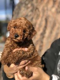 The poodle is actually one of the smartest breeds of dog and is very capable sporting dog. Red Head Heaven Poodles Toy Poodle Breeders In Pennsylvania