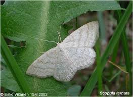 Image result for Scopula ternata