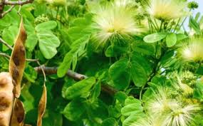 Image result for Albizia lebbeck