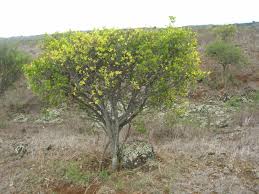 Image result for Eriosema monticola