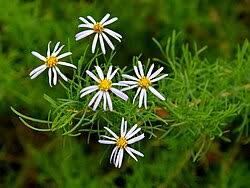 Image result for Tridactyle filifolia