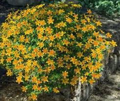 Insgesamt waren 1,8 millionen menschen aufgerufen, über. Bidens Bienenstern Begeistert Mit Uppigem Zweifarbigem Blutenflor Das Grune Medienhaus