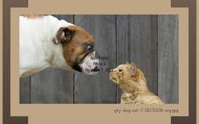 They can be trained more quickly than a cat. Dogs Vs Cats Which Makes The Better Pet By Kelly Regan
