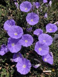Image result for Convolvulus aschersonii