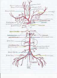 The cardiovascular system includes the heart and the blood vessels (the veins and the arteries). Key To The Arterial Anatomy Of The Cat Medical School Studying Arteries Anatomy Medical Anatomy