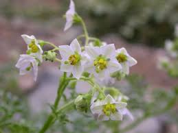 Image result for Solanum sp. B