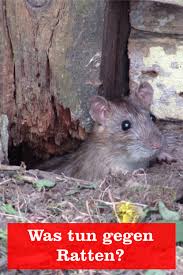In gebäuden nagen sie zudem. 79 Inspirierend Ratten Im Garten Vertreiben Garten Deko
