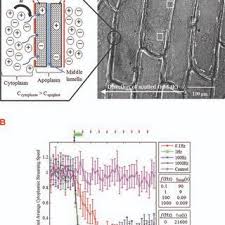 Cytoplasmic streaming of onion epidermis. (A) Representative micrograph... 