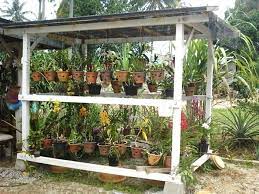 Rumah orkid kayu merupakan ragam galeri tentang desain rumah yang terbaik dan terlengkap masa kini. Ceria Ceria Seri Bunga Orkid Anggerik Rumah Tumpangan Jadi Jadian