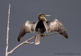 Anhinga species are found worldwide in warm shallow waters. Beyond Bounds Anhinga Outside My Window