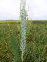 Ones fa, mar és, té espines, i no és peix. Tritordeum Martinii Espana Cordoba La Carlota Detalle De Una Espiga Download Scientific Diagram