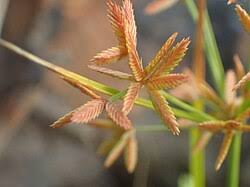 Image result for Pycreus macrostachyus