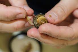 Florida plant detectives are on the trail of a slippery foe, an invasive african land snail that is wily, potentially infectious, and can grow as big as a the biggest one found in florida was nearly seven inches (18 centimeters) long. Dangerous Parasite Found In South Florida Snails South Florida Sun Sentinel South Florida Sun Sentinel