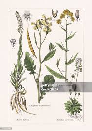 Image result for Resedaceae