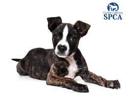 More images for black white and brown pitbull » Turbo Is A 3 Month Old Male Brindle And White Pit Bull Terrier Blend Central California Spca Fresno Ca