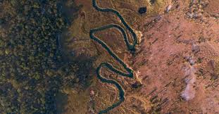 Image result for Vepris zambesiaca