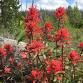 Wildflower Walk in Two Medicine