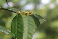 Image result for Putranjivaceae