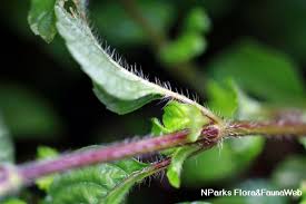 Image result for Platostoma montanum