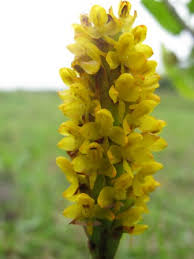 Image result for Disa woodii