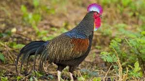 Check spelling or type a new query. Ciri Ciri Dan Harga Ayam Serama Asli Hari Ini Lengkap