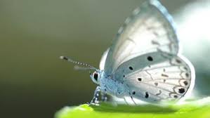 Jun 07, 2021 · many times you don't want the background of your scrapbook layout to stand out, you need something soft so the photos or embellishments show up but you might not want a plain white background. Butterfly Wallpaper Hd Butterflies New Tab Hd Wallpapers Backgrounds