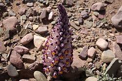 Image result for Micrargeriella aphylla