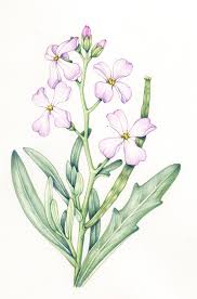 Maybe you would like to learn more about one of these? Jersey Post Coastal Flowers Stamp Issue Lizzie Harper