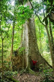 Taman negara is the malay language for national park and is the oldest national park in malaysia with an area of 4,343 square km. Official Site Mutiara Taman Negara Resort Pahang