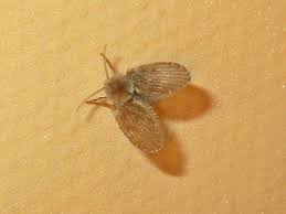 We did not find results for: 3 Common Pantry Pests You Need To Get Rid Of In Your Kitchen