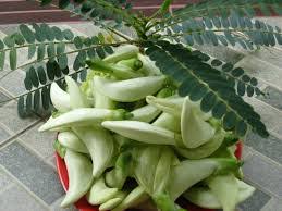 Papilionaceae uraian • turi umumnya ditanam di pekarangan sebagai tanaman hias, di tepi jalan sebagai pohon pelindung. 12 Manfaat Kembang Turi Untuk Kesehatan Manfaat Co Id